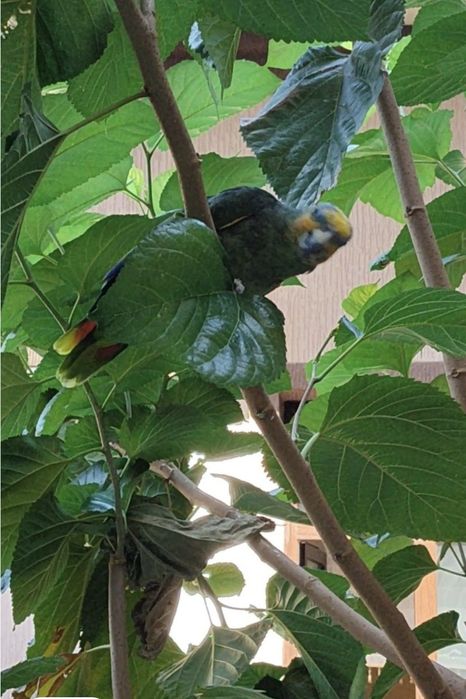 Попугай венесуэла амазони сотилади.