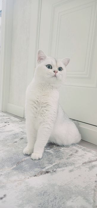 "Вязка" чистокровный Британский Шиншила $65