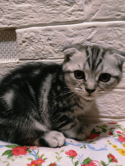 Продам красивых котят