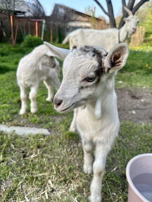 Продам породистых козликов