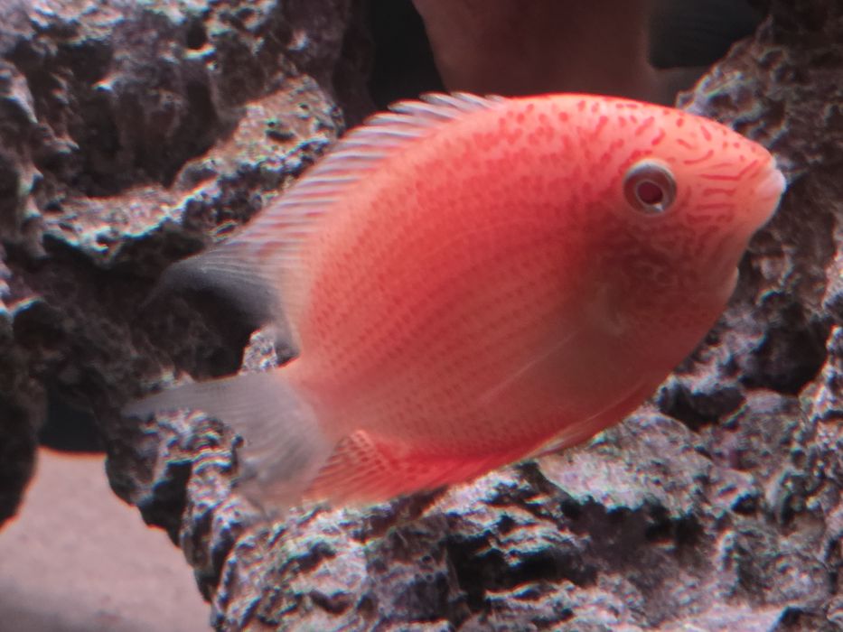 Северум красноточечный