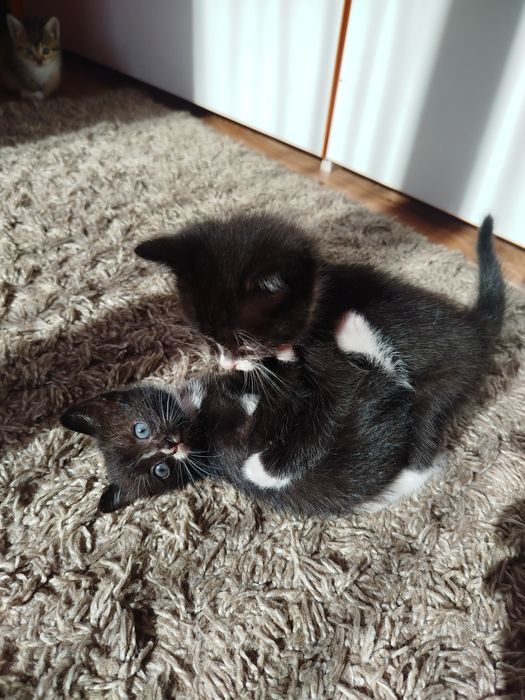 Отдам котят в хорошие руки