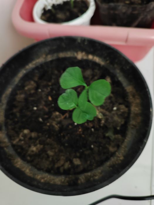 Продам отростки мандаринов