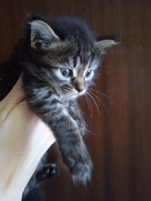 Пристраиваются милые котята