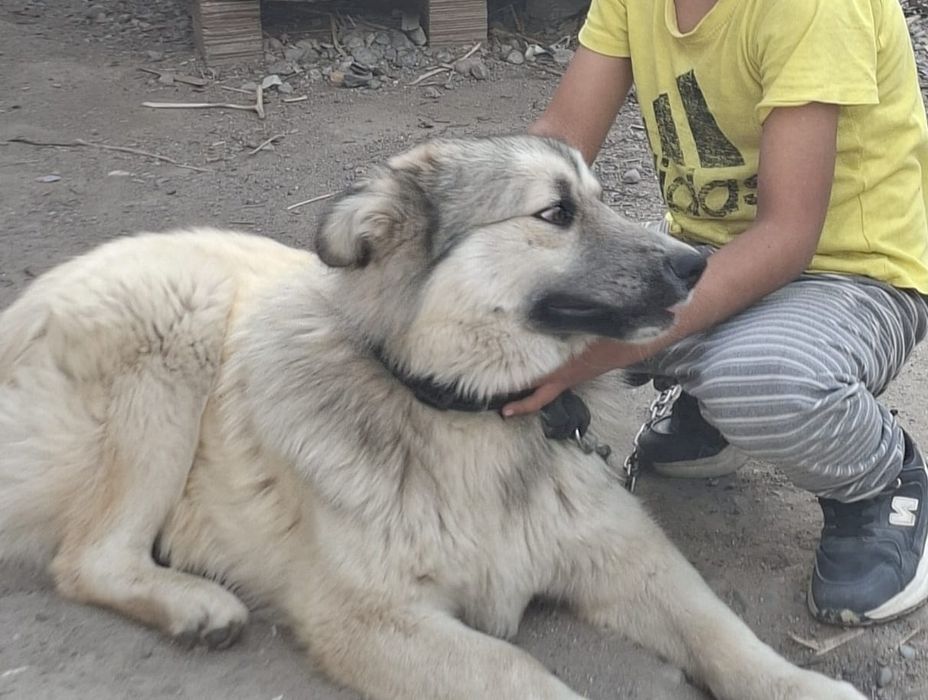 Алабай қоспақ ит