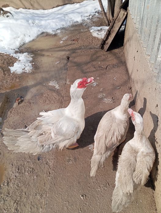 Индоутки продам в