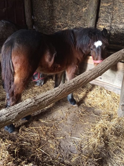 Vand  manza de 8 luni