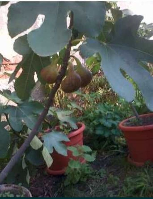 Smochini puieti aclimatizați frig