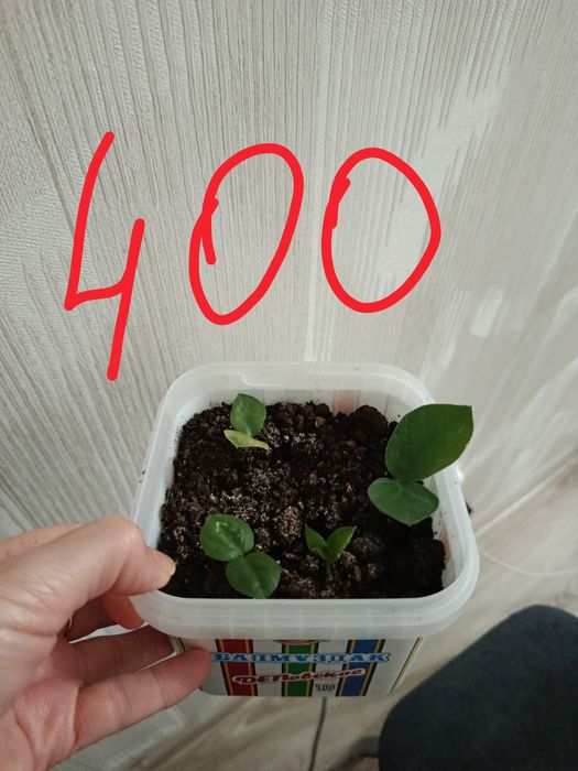 Долларовое дерево замиакулькас