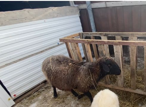 Қой сатамын семіз