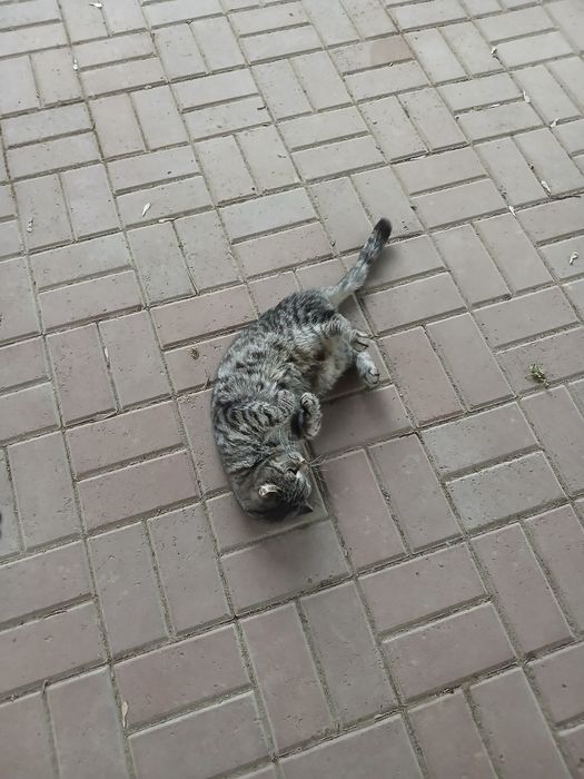 Отдам бесплатно кота
