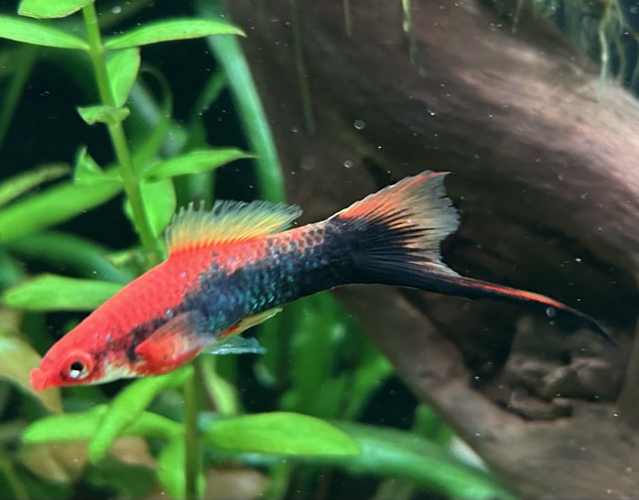 Аквариумные рыбки