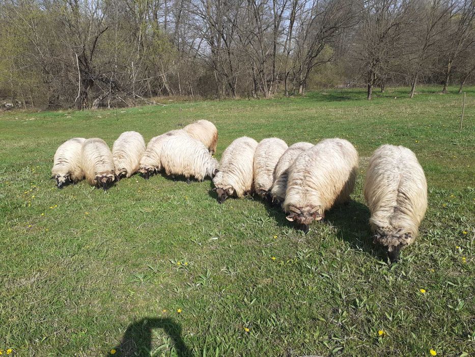 Oi bucălăi de vânzare