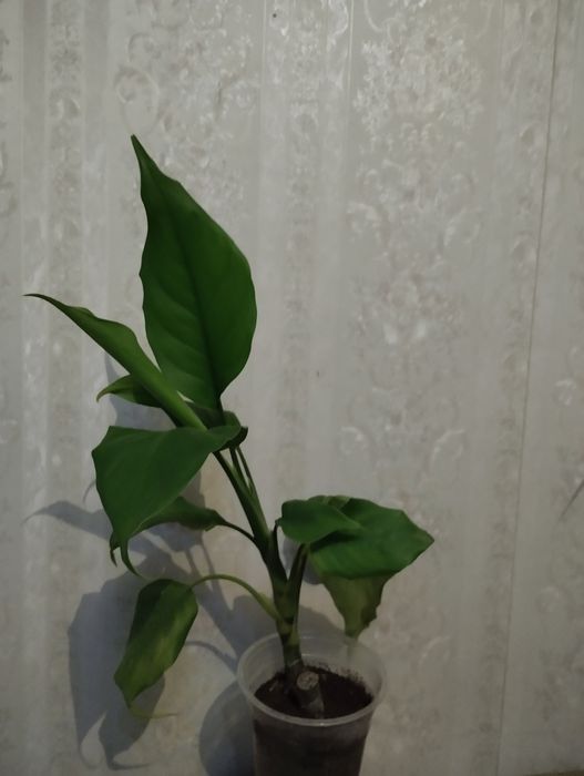 Аглонема с зелёным листом .