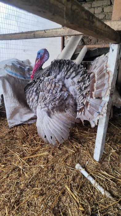 Soglom induk aspidniy