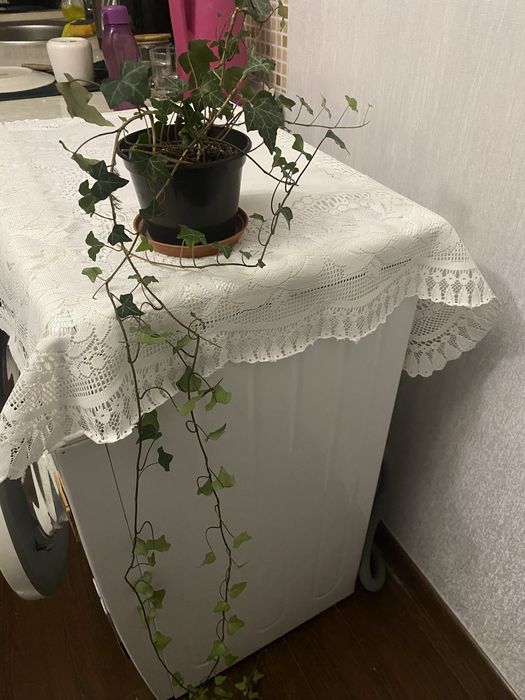 Плющ кленовидный