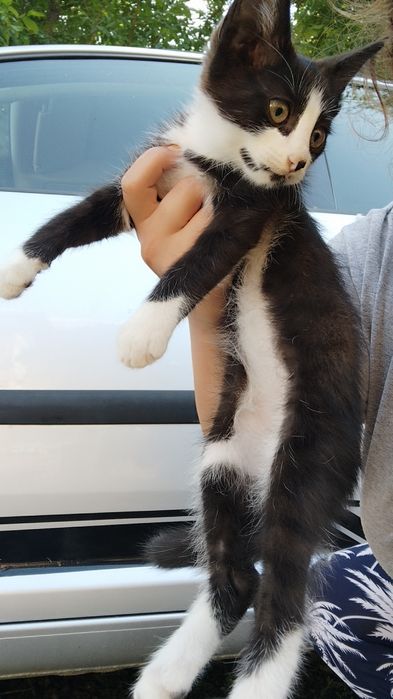 Подарявам малки котенца