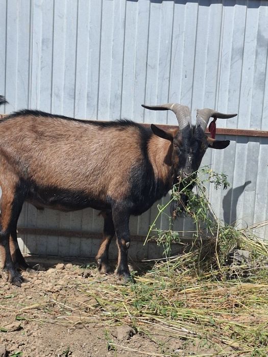 Tap alpin Dorohoi