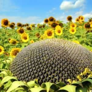 Samanta floarea Soarelui FD18CL58, hibrid NOU autohton, CLEARFIELD