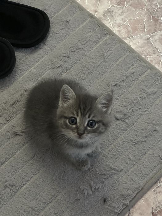 Отдам котенка в добрые руки