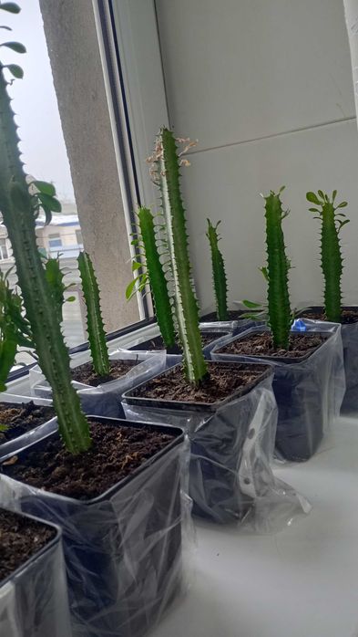 Комнатные цветы разные