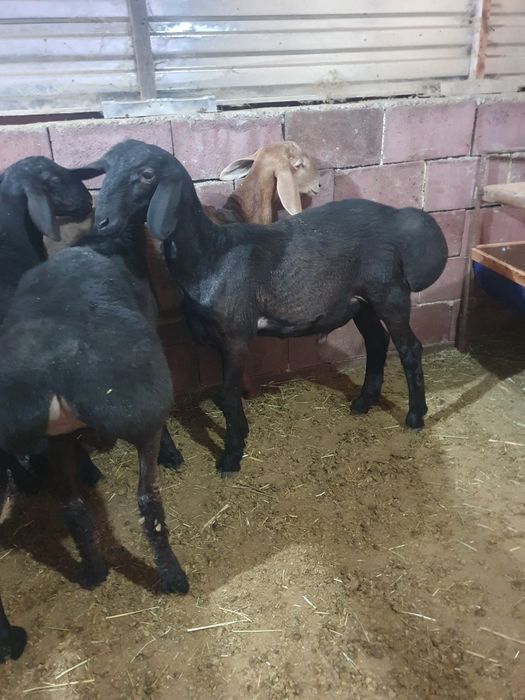 Продам кошкарчиков гиссар