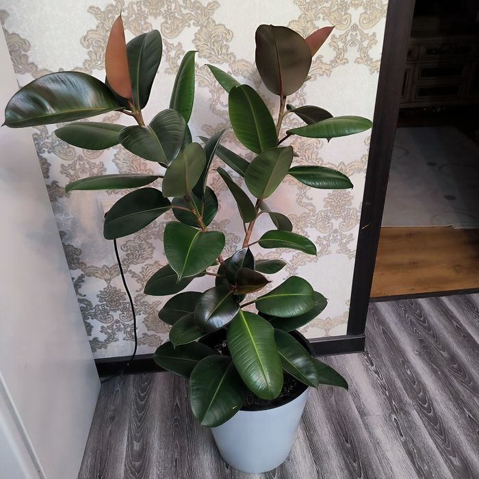 Фикус общая длина 130см