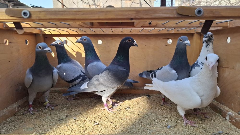 Почтовые голуби 8