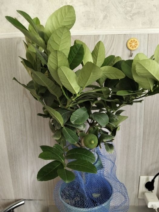 Продам дерево лимона