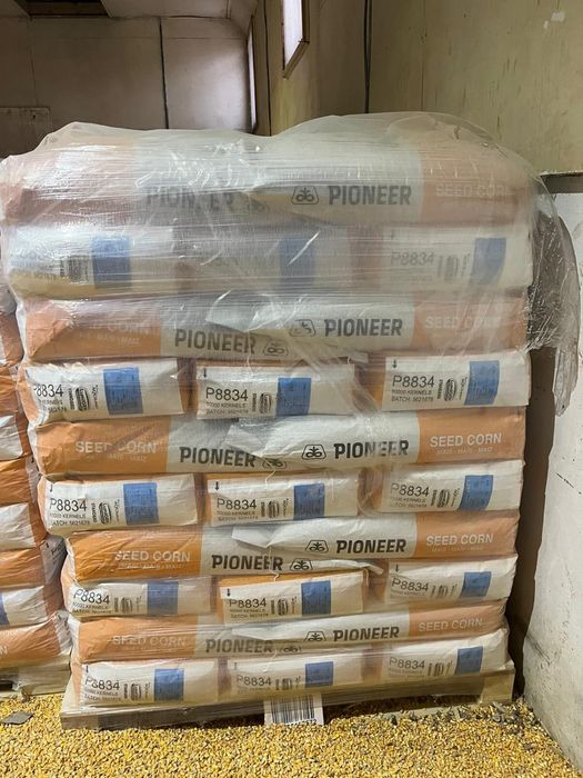 Samanta porumb Pioneer Neoma Syngenta