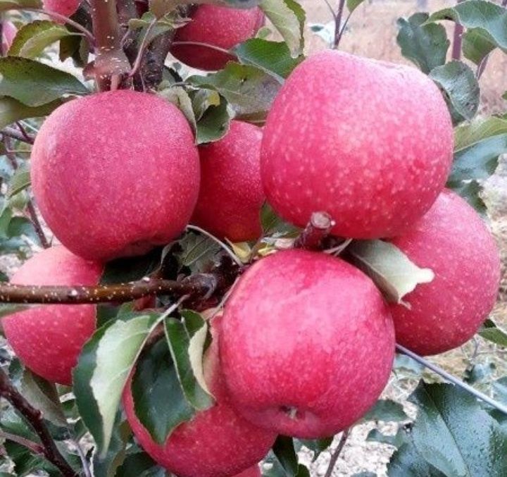 Mar (Soiul Pink Lady ) la ghiveci