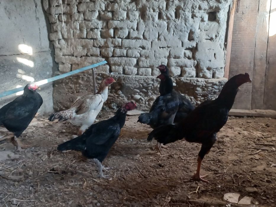 Дакан семейка шоже