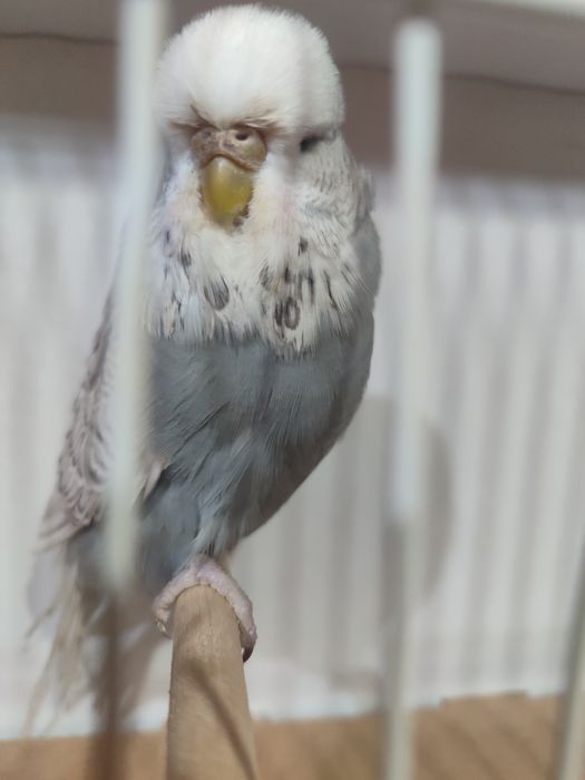 Изложбени папагали