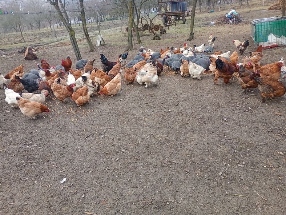 Bibilici de vânzare