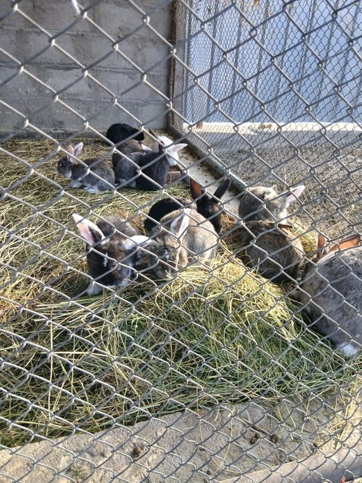 Продам кроликов .