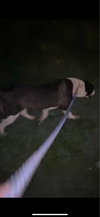 тобет ургашы 11 айлык сатылады