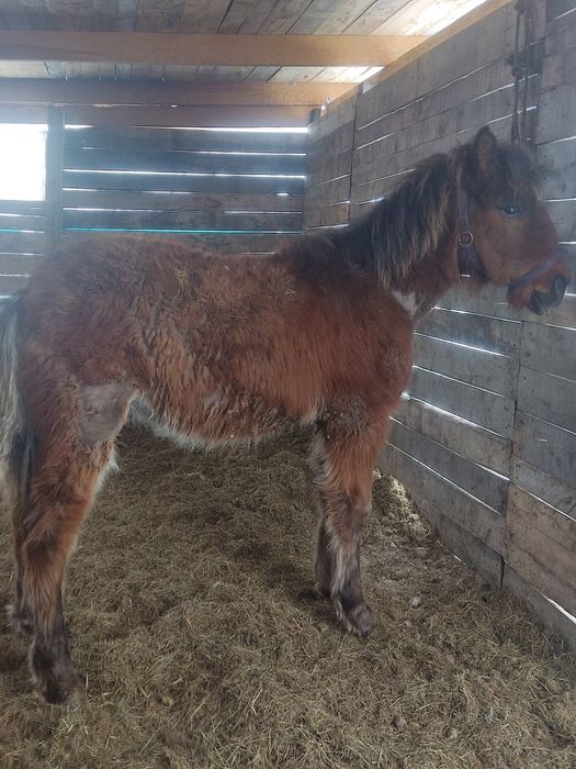 Продам жеребят две головы