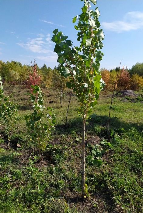 Тополь пирамидальный