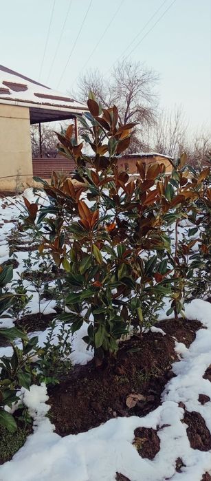 Magnoliya glandiflora Italyanski