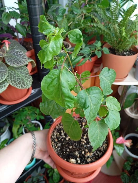 Продам комнатные растения