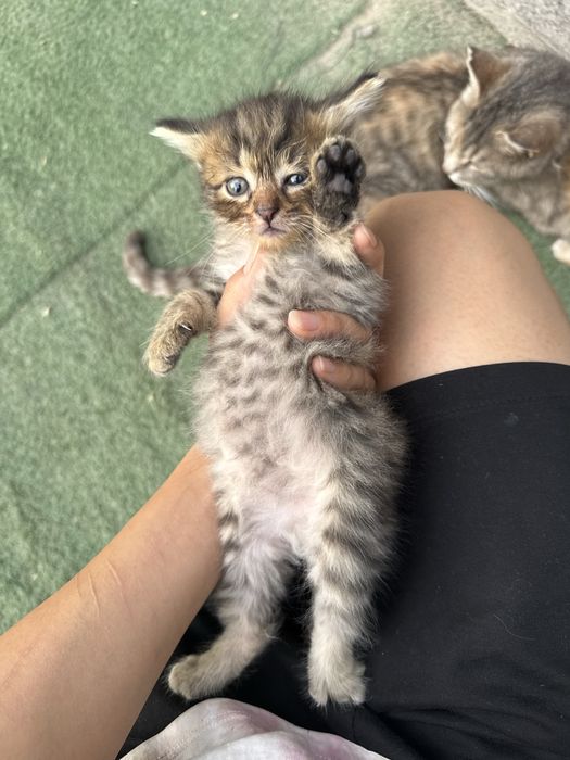 Котята в хорошие руки