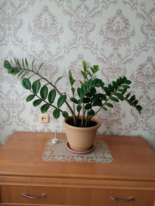 Продается Замиакулькус.