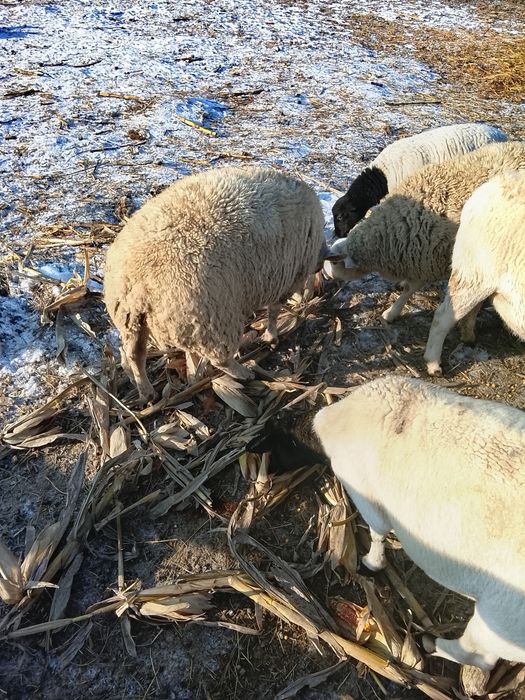 Vând berbec rasă Texel