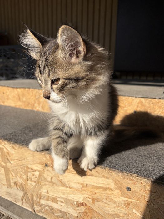 Отдам котят мальчик и девочка 3 мес