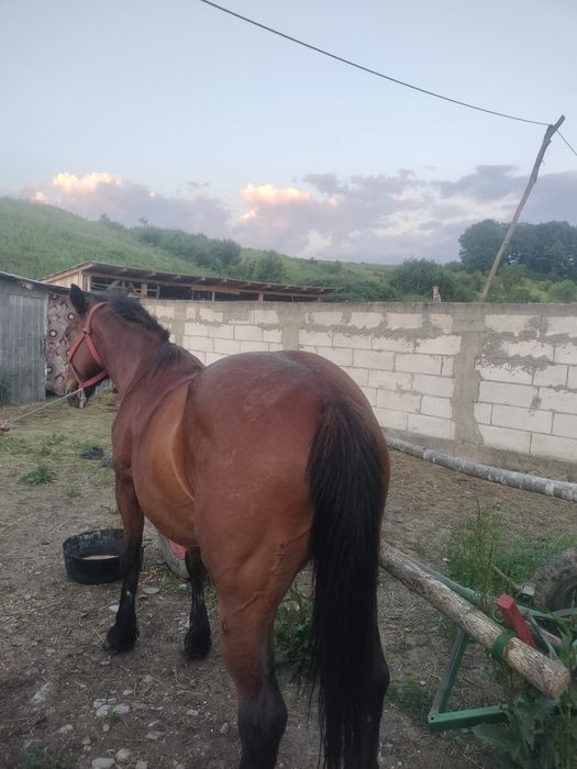 Schimb iapă pe armăsar sau cal castrat