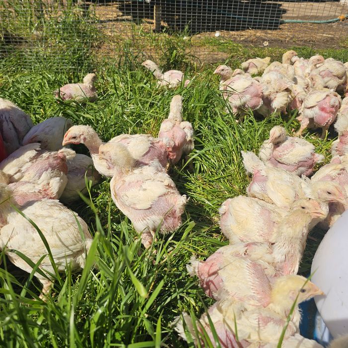 Продавам пилета бройлери