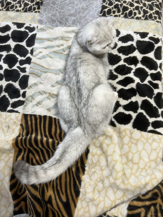 Британский серебристый шиншилла