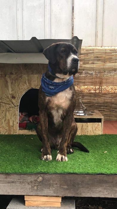 Зоро си търси дом