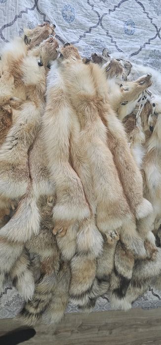 Шкуры лиса натуральные