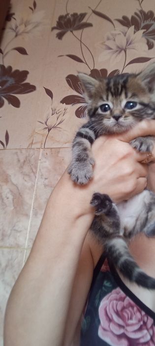 Страйт .1 месяц две  недели.Приучены.
